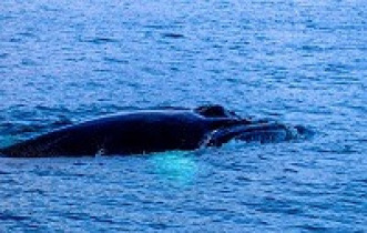 gallery/mirissa whale watching